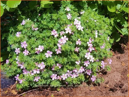 Geranium sanguineum &#39;Pink Pouffe&#39;