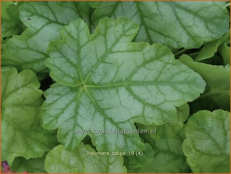 Heuchera &#39;Tokyo&#39;