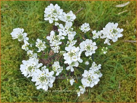 Iberis sempervirens &#39;Nevina&#39;