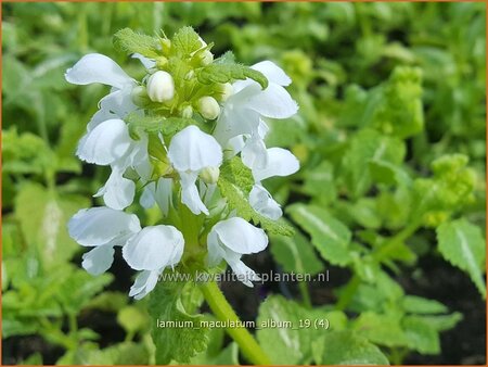 Lamium maculatum &#39;Album&#39;