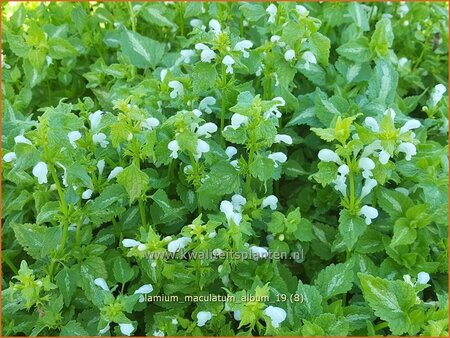 Lamium maculatum &#39;Album&#39;