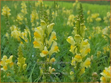 Linaria vulgaris