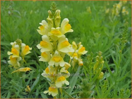 Linaria vulgaris