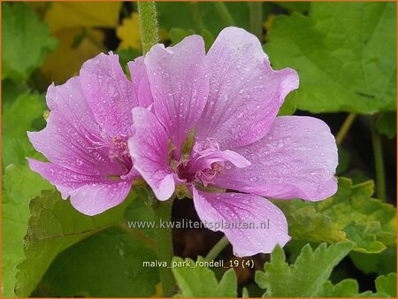 Malva &#39;Park Rondell&#39;