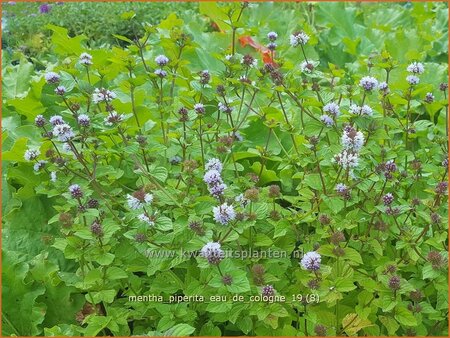 Mentha piperita &#39;Eau de Cologne&#39;