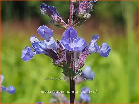 Nepeta faassenii &#39;Purrsian Blue&#39;