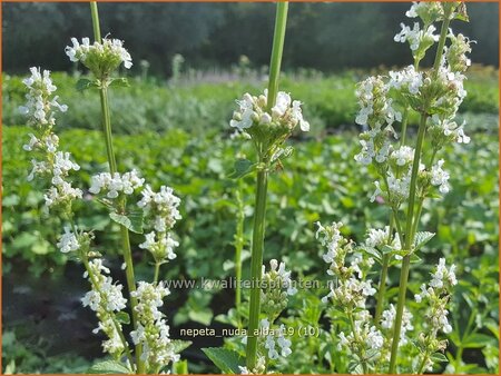 Nepeta nuda &#39;Alba&#39;