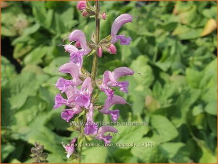 Salvia pratensis &#39;Rose Rhapsody&#39;