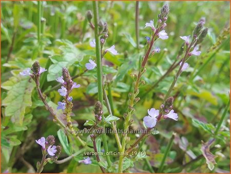 Verbena officinalis