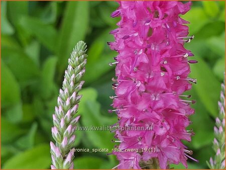 Veronica spicata &#39;Rosa Zwerg&#39;