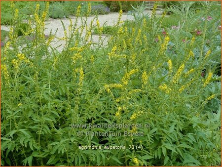 Agrimonia eupatoria