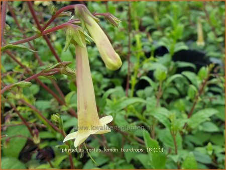 Phygelius rectus &#39;Lemon Teardrops&#39;