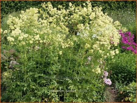 Thalictrum lucidum