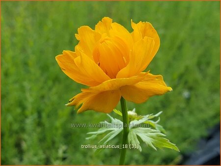 Trollius asiaticus