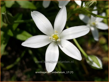 Ornithogalum umbellatum