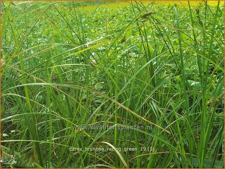 Carex brunnea &#39;Racing Green&#39;