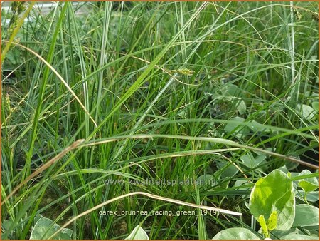 Carex brunnea &#39;Racing Green&#39;