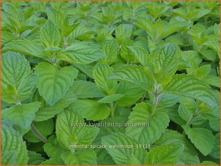 Mentha spicata &#39;Weinminze&#39;