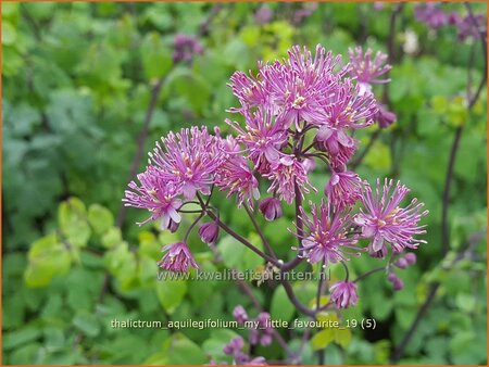 Thalictrum aquilegifolium &#39;My Little Favourite&#39;