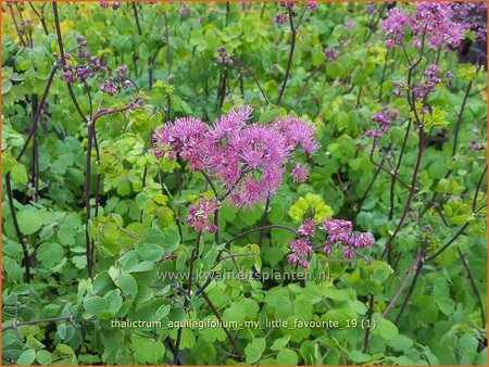 Thalictrum aquilegifolium &#39;My Little Favourite&#39;