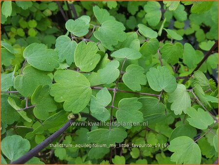 Thalictrum aquilegifolium &#39;My Little Favourite&#39;