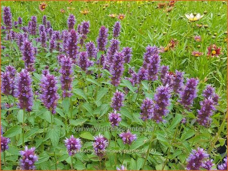 Agastache &#39;Beelicious Purple&#39;