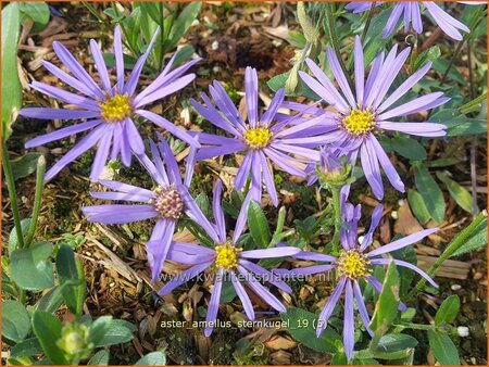 Aster amellus &#39;Sternkugel&#39;