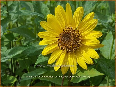 Helianthus decapetalus &#39;Suncatcher Pure Gold&#39;