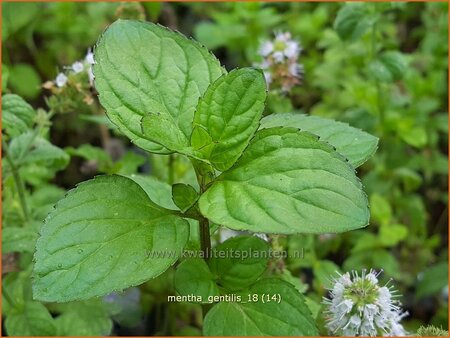 Mentha gentilis