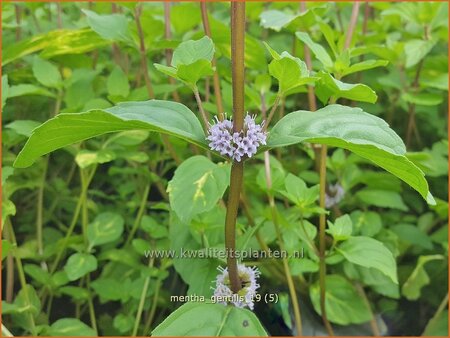 Mentha gentilis