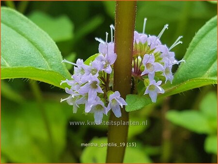 Mentha gentilis