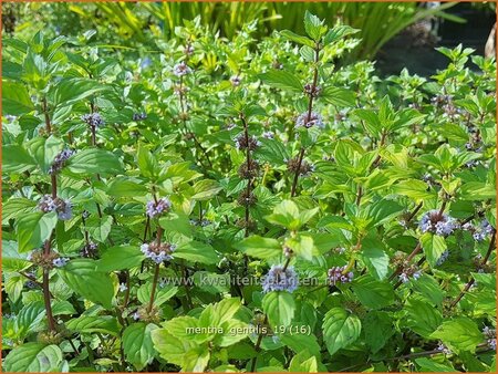 Mentha gentilis