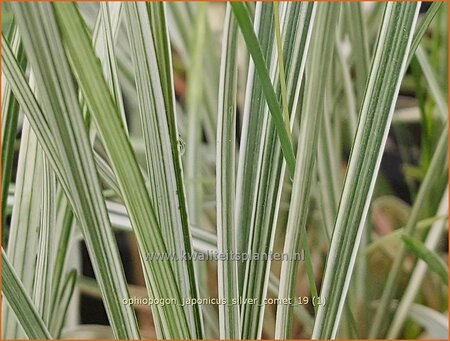 Ophiopogon japonicus &#39;Silver Comet&#39;