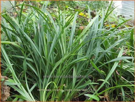 Reineckea incurva &#39;Crug&#39;s Linearleaf&#39;