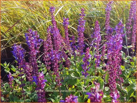 Salvia nemorosa &#39;Caradonna Compact&#39;