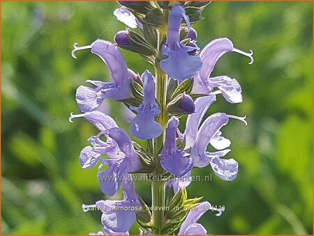 Salvia nemorosa &#39;Heaven in Blue&#39;