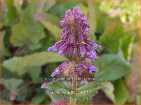 Salvia verticillata