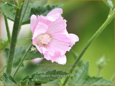 Lavatera thuringiaca