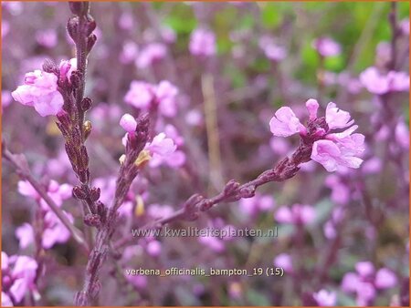 Verbena officinalis &#39;Bampton&#39;