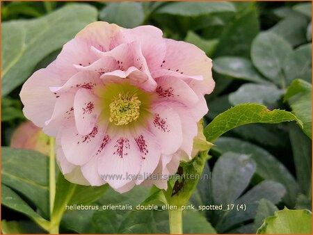 Helleborus orientalis &#39;Double Ellen Pink Spotted&#39;