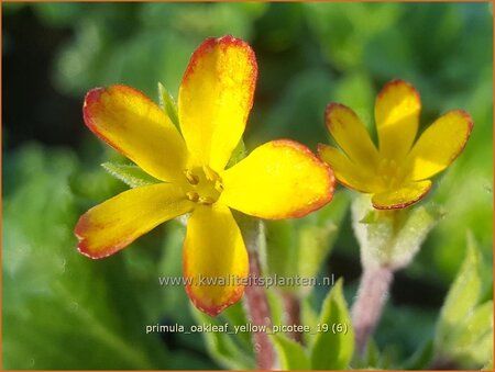 Primula &#39;Oakleaf Yellow Picotee&#39;