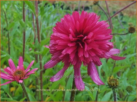 Echinacea purpurea &#39;Southern Belle&#39;