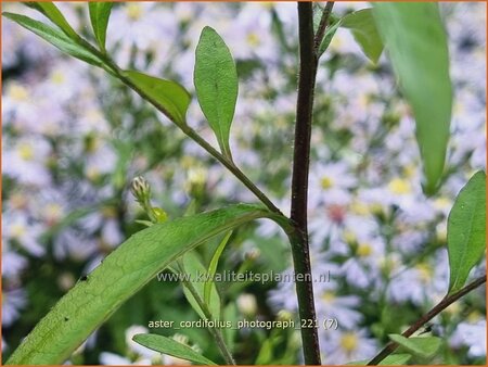 Aster cordifolius &#39;Photograph&#39;