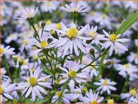 Aster cordifolius &#39;Photograph&#39;