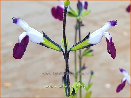 Salvia greggii &#39;Amethyst Lips&#39;