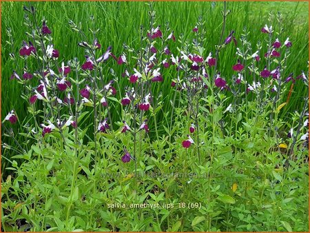 Salvia greggii &#39;Amethyst Lips&#39;