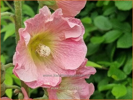 Alcea ficifolia