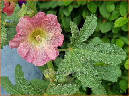 Alcea ficifolia