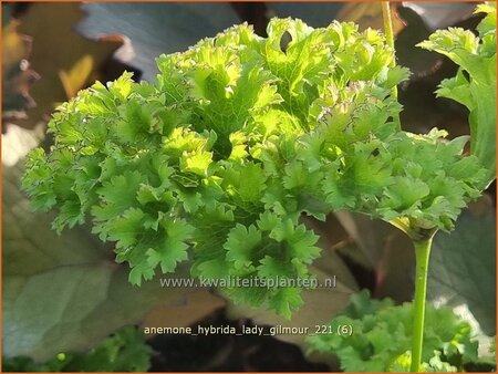 Anemone hybrida &#39;Lady Gilmour&#39;