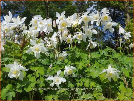 Aquilegia caerulea &#39;Spring Magic White&#39;